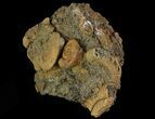 Dactylioceras Ammonite Cluster - Germany #64564-2